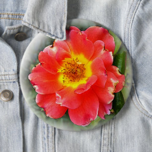 Rose im Herbst Button