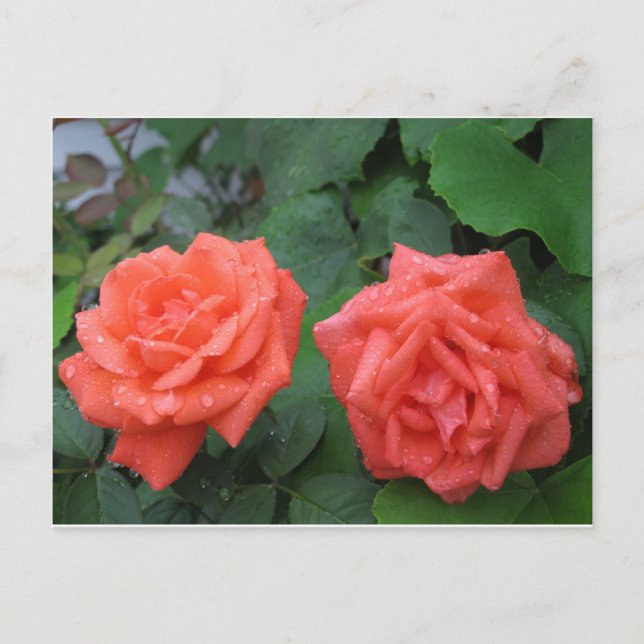 Rose im Regen 7-19-2012 001.JPG Postkarte (Vorderseite)