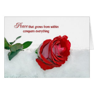 Rose im Winter