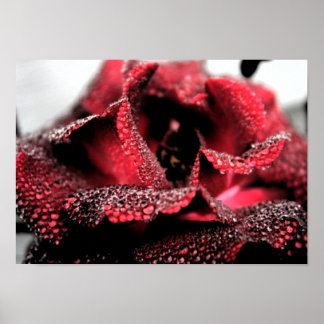 Rose in Bloom Poster/Print Poster