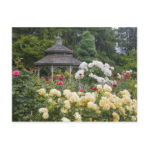 Rose in Blüte und Gazebo Rose Garden am