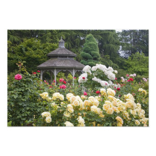 Rose in Blüte und Gazebo Rose Garden im Garten Fotodruck