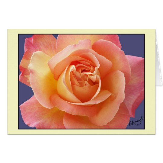 Rose in der Blüte Karte