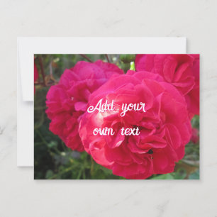 Rose in Heiß-Rosa - Personalisiert Postkarte