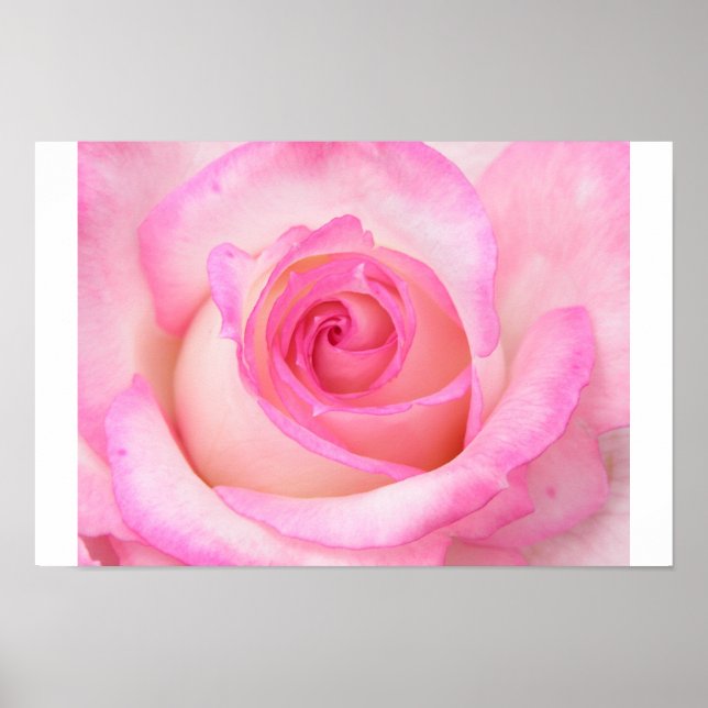 Rose in Macro View Poster (Vorne)