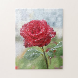 Rose in Regentropfen