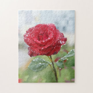 Rose in Regentropfen