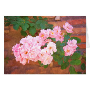 Rose in Rom, Italien im Blankenbereich