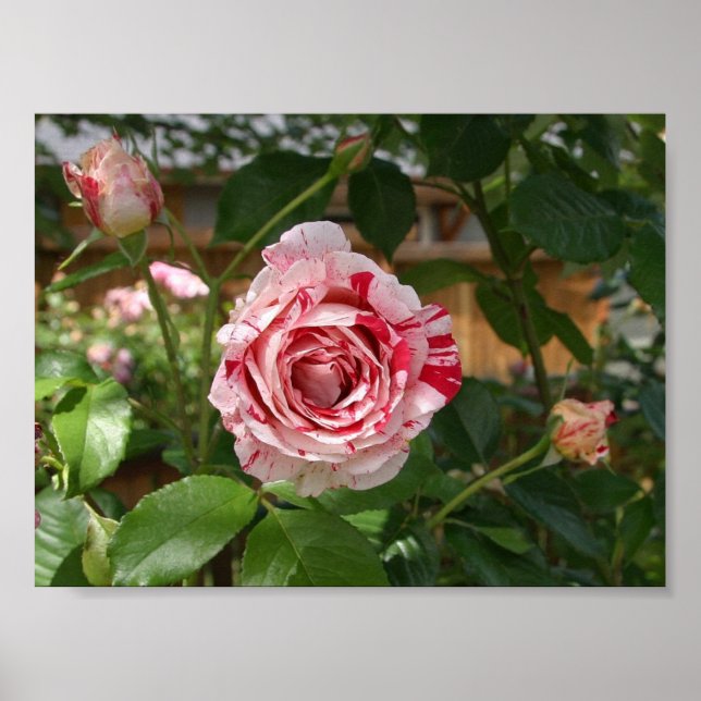 Rose in verschiedenen Farben Poster (Vorne)
