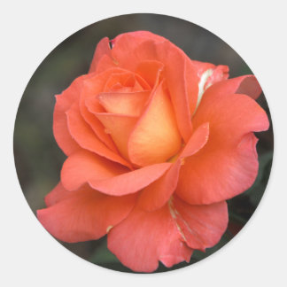 Rose ist ein Rose-Sticker Runder Aufkleber