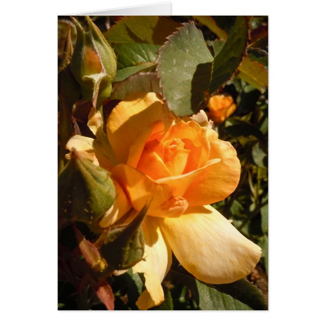 Rose jaune (Devant)