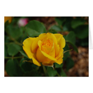 Rose jaune