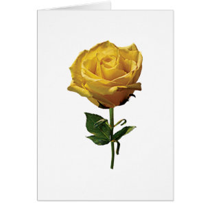 Rose jaune