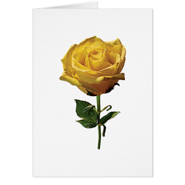 Rose jaune (Devant)