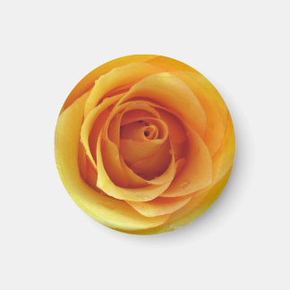 Rose jaune du Texas Magnet