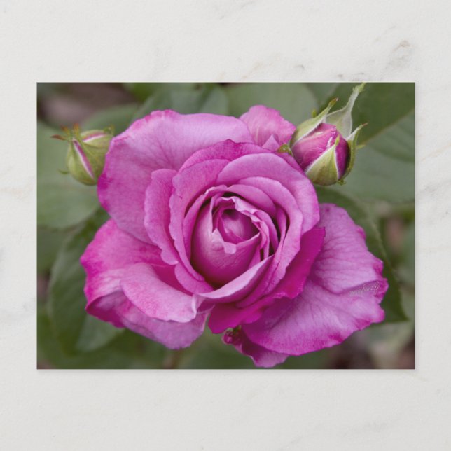 Rose jjhelene Design de carte postale (Devant)