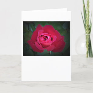 Rose, Karte