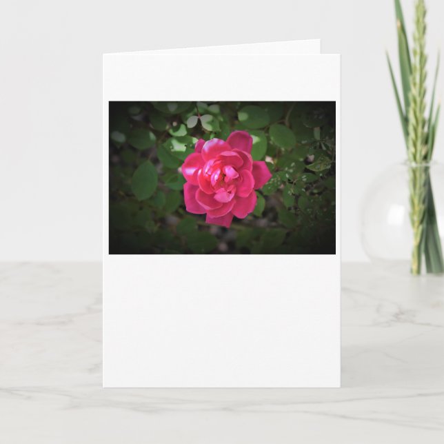 Rose, Karte (Vorderseite)