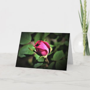Rose, Karte