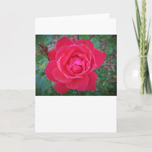 Rose, Karte (Vorderseite)