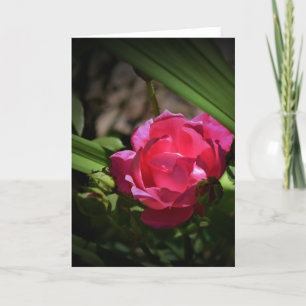 Rose, Karte