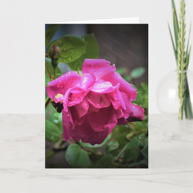 Rose, Karte (Vorderseite)