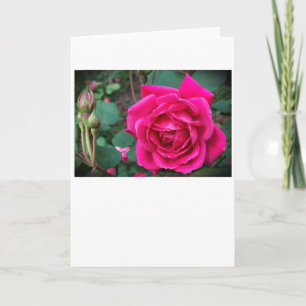 Rose, Karte