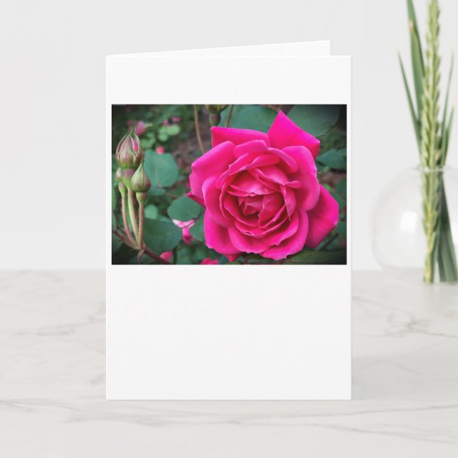 Rose, Karte (Vorderseite)