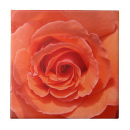 Rose Keramik Foto Fliese