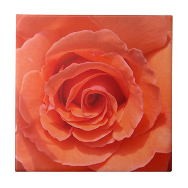 Rose Keramik Foto Fliese (Vorderseite)