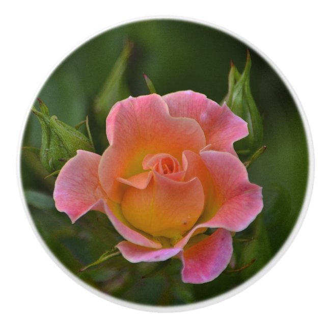 Rose-Keramik Keramikknauf (Vorderseite)