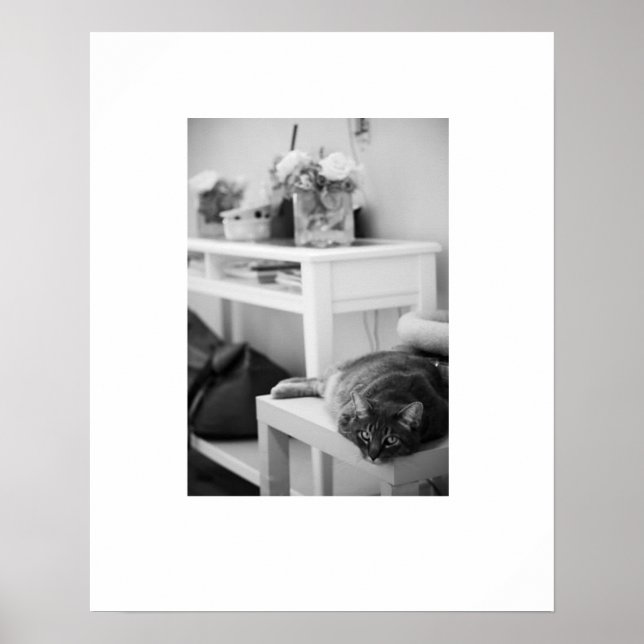 Rose Kitty Poster (Vorne)