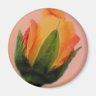 Rose kleines zazzle magnet