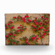 Rose klettern auf einer Ziegelwand auf Foto Block