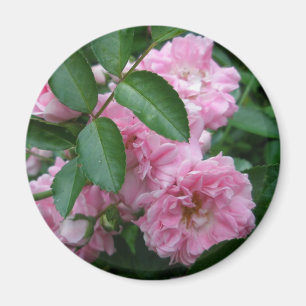 Rose-Koordination Magnet