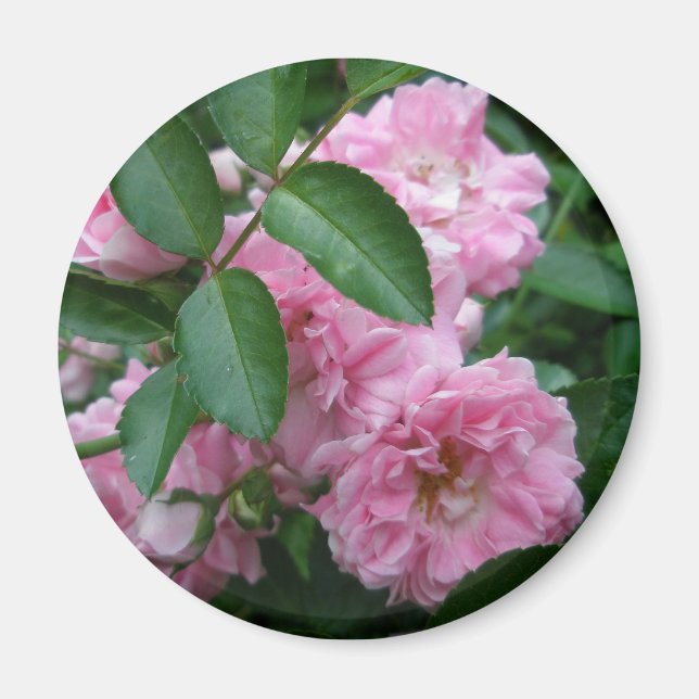 Rose-Koordination Magnet (Vorne)