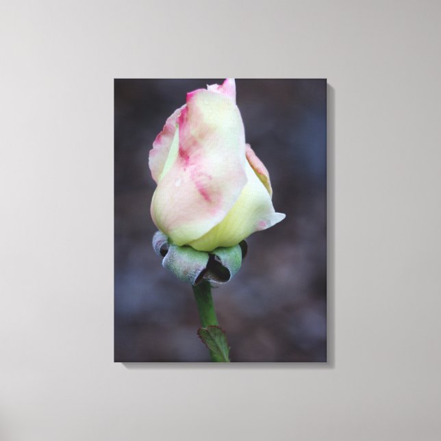 Rose Leinwand Wrap (Vorderseite)