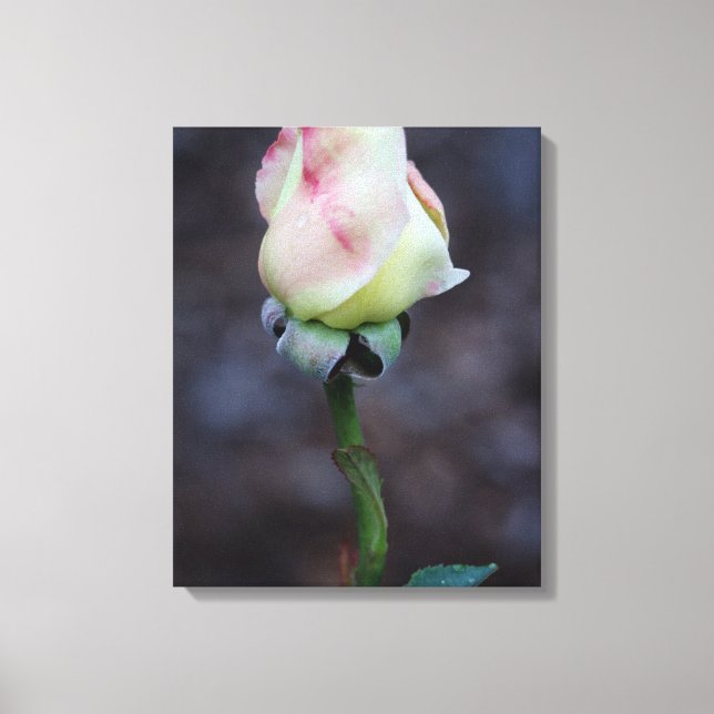Rose Leinwand Wrap (Vorderseite)