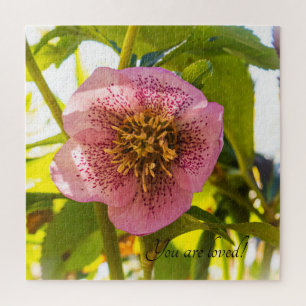 Rose Lenten. Helleborus. Du wirst geliebt!