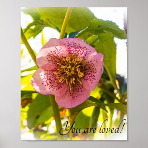 Rose Lenten. Helleborus. Du wirst geliebt! Poster