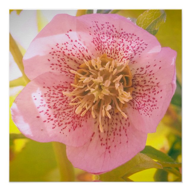 Rose Lenten. Helleborus Poster (Vorderseite)