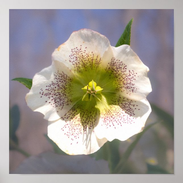 Rose Lenten. Helleborus Poster (Vorne)