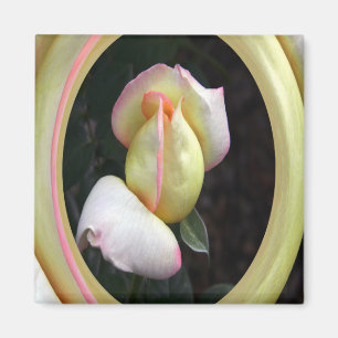 Rose Liebe.... Magnet