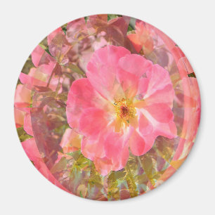 Rose Liebe....... Magnet