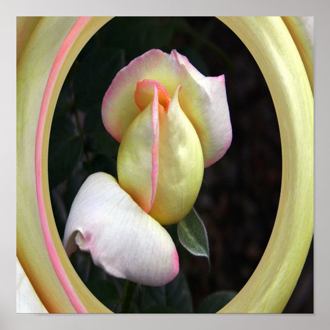 Rose Liebe.... Poster (Vorne)