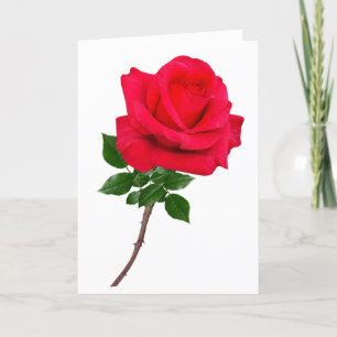 Rose Liebe Sie begrüßen Karte