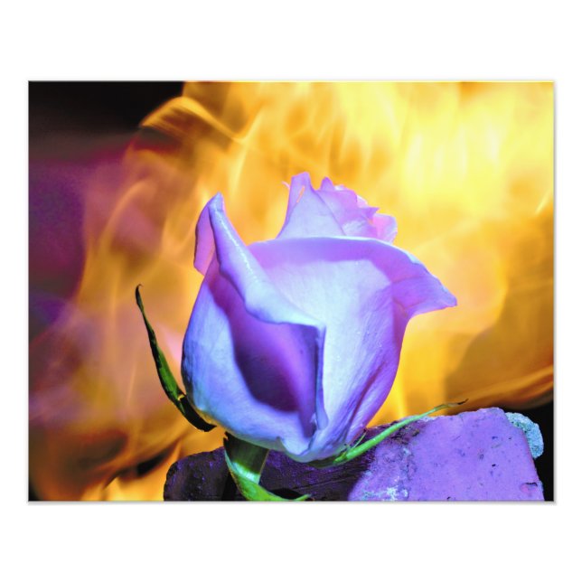 rose light of flames fotodruck (Vorne)