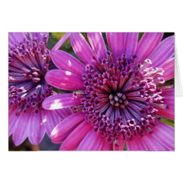 Rose Lila African Daisies Nah-Up Foto