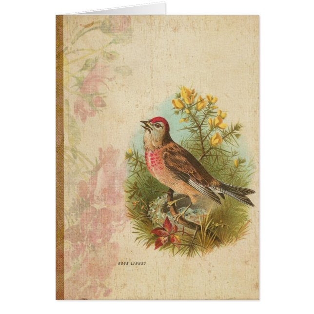 Rose Linnet (Vorne)