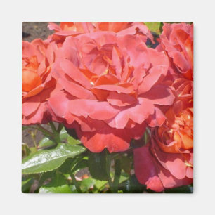 Rose Magnet